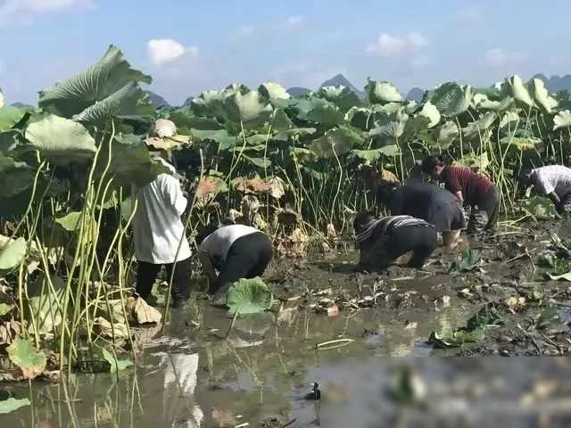 图片[1]-不打农药的菜？可以放心吃的菜？春天适合吃的菜?-狂人资源网